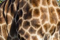 Wildlife Giraffe Skin Detail Animal