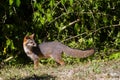 Wildlife: A Gray Fox seen in the wild in Guatemala Royalty Free Stock Photo