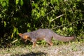 Wildlife: A Gray Fox seen in the wild in Guatemala Royalty Free Stock Photo