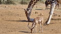 Wildlife grazing by a watering hole Royalty Free Stock Photo