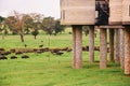 A herd of buffaloes grazing in the wild below Sarova Salt Lick Resort in Tsavo National Park, Kenya