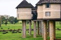 A herd of buffaloes grazing in the wild below Sarova Salt Lick Resort in Tsavo National Park, Kenya