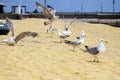 Wildlife: Greedy Seagulls Can`t Share Prey on sandy beach