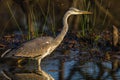 Wildlife Grey Heron Bird Wetland Royalty Free Stock Photo