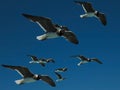 Wildlife. Group of flying seagulls in the blue sky. Royalty Free Stock Photo