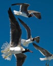 Wildlife. Group of flying seagulls in the blue sky. Royalty Free Stock Photo