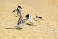 Wildlife: Group of seagulls frolic on seashore on warm sunny day. Beach story. Copy space. Close-up Royalty Free Stock Photo