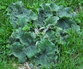 In the wildlife grows burdock Arctium Royalty Free Stock Photo