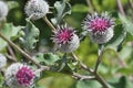 In the wildlife grows burdock Arctium Royalty Free Stock Photo