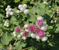 In the wildlife grows burdock (Arctium Royalty Free Stock Photo