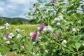 In the wildlife grows burdock (Arctium Royalty Free Stock Photo