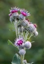 In the wildlife grows burdock (Arctium Royalty Free Stock Photo