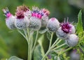 In the wildlife grows burdock (Arctium Royalty Free Stock Photo