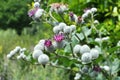 In the wildlife grows burdock (Arctium Royalty Free Stock Photo