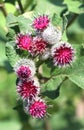 In the wildlife grows burdock (Arctium Royalty Free Stock Photo
