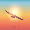 Wildlife gull bird in sunny colorful sky