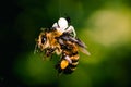 Bee hanging on a spider wire and getting prayed by flies Royalty Free Stock Photo