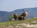 Monkeys or macaque Stole and Drinking sweet water from a Plastic Bottle in Khao Yai National Park, Thailand