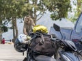 Wildlife harrasment in tourist places - monkey steal food from vehicles of tourist who stoped to make photo on a