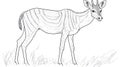 Eland Antelope Line Art, Black and White, African Wildlife Animal Royalty Free Stock Photo