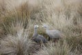 Wildlife Birds, Cape Barren Geese Pair in Native Grass Phillip Island Victoria Royalty Free Stock Photo