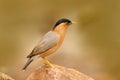 Wildlife India. Brahminy myna or brahminy starling, Sturnia pagodarum, bird from India. Myna sitting on the stone, clear backgroun