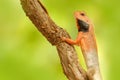 Wildlife India. Indian Garden Lizard Calotes versicolor, detail eye portrait of exotic tropic animal in the green nature habitat.