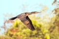 Flying Cormorant Royalty Free Stock Photo
