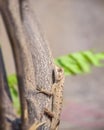 Wildlife of Indian Oriental Garden Lizard Calotes versicolor, detail eye portrait of exotic tropic animal sitting on tree bark in Royalty Free Stock Photo