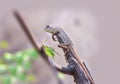 Wildlife. Indian Oriental Garden Lizard Calotes versicolor, detail eye portrait of exotic tropic animal sitting on tree bark in Royalty Free Stock Photo