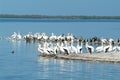 Wildlife on Isla de los Pajaros, Mexico Royalty Free Stock Photo