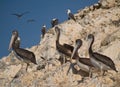 Wildlife on Islas Ballestas in Peru