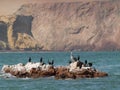 Wildlife on Islas Ballestas in Peru Royalty Free Stock Photo