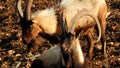 Wildlife of Israel. Animals. Goats. They feel great. Royalty Free Stock Photo