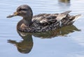 Adult duck swimming in the lake