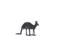 Kangaroo with white isolated