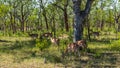 Wildlife in Kruger National Park, South Africa