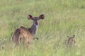 Wildlife Kudu Buck Animal