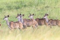 Wildlife Kudu Buck Animal