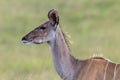 Wildlife Kudu Buck Animal