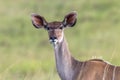 Wildlife Kudu Buck Animal
