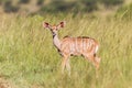 Wildlife Kudu Buck Calf Animal