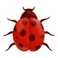 Wildlife ladybird icon cartoon vector. Insect ladybug Royalty Free Stock Photo