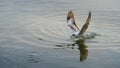 Wildlife of Larus Charadriiformes or White Seagull hunting on a sea, flies over the water has food in its beak and eating. Royalty Free Stock Photo