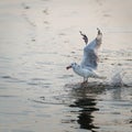 Wildlife, Larus Charadriiformes or White Seagull hunting on sea, flies over the water has food in its beak and eating, it spreads