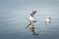 Wildlife, Larus Charadriiformes or White Seagull on sea, flying soaring out of the water. It spreads its wings and movement,