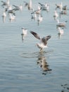 Wildlife, Larus Charadriiformes or White Seagull on sea, flying soaring out of the water. There is flock of birds in background