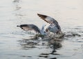 Wildlife, Larus Charadriiformes or White Seagull, two birds hunting on sea, It flaps its wings on surface of water and fighting