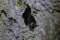 Wildlife: Leaf-Nosed Bats are seen hanging inside an ancient Mayan temple in Guatemala Royalty Free Stock Photo