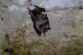 Wildlife: Leaf-Nosed Bats are seen hanging inside an ancient Mayan temple in Guatemala Royalty Free Stock Photo